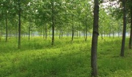 杨树行情最新爆料,最新爆料揭示市场新动向