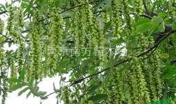 杨树行情最新爆料,最新爆料揭示市场新动向