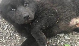 死猪新闻爆料最新消息视频,视频揭露惊人真相